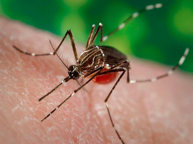 El Aedes aegypti, mosquito transmisor del dengue, comienza a mostrar resistencias a insecticidas ante el mal uso de las fumigaciones.
